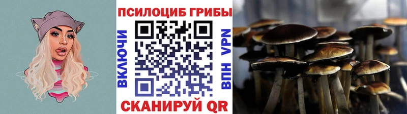 Псилоцибиновые грибы Cubensis  закладка  Новомосковск 